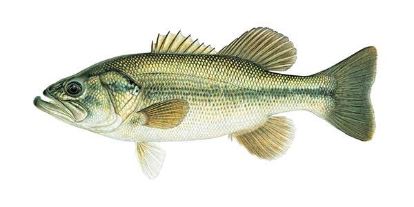 Largemouth Bass