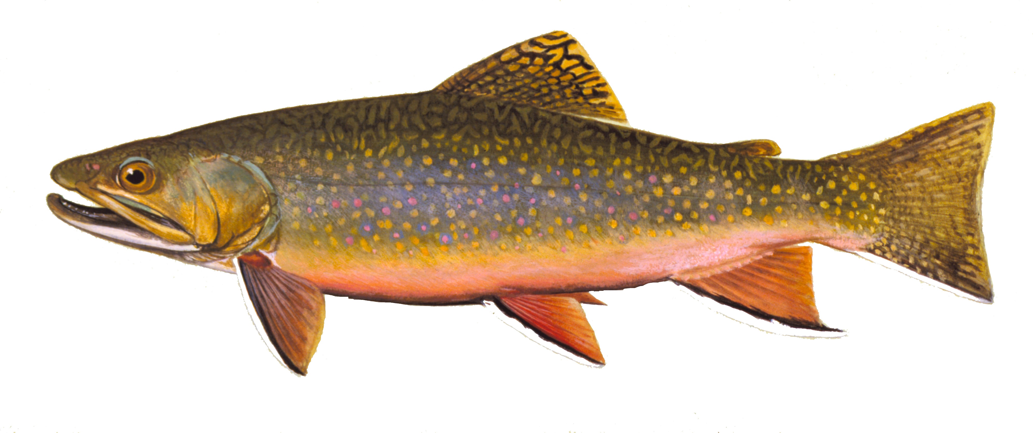 Brook Trout