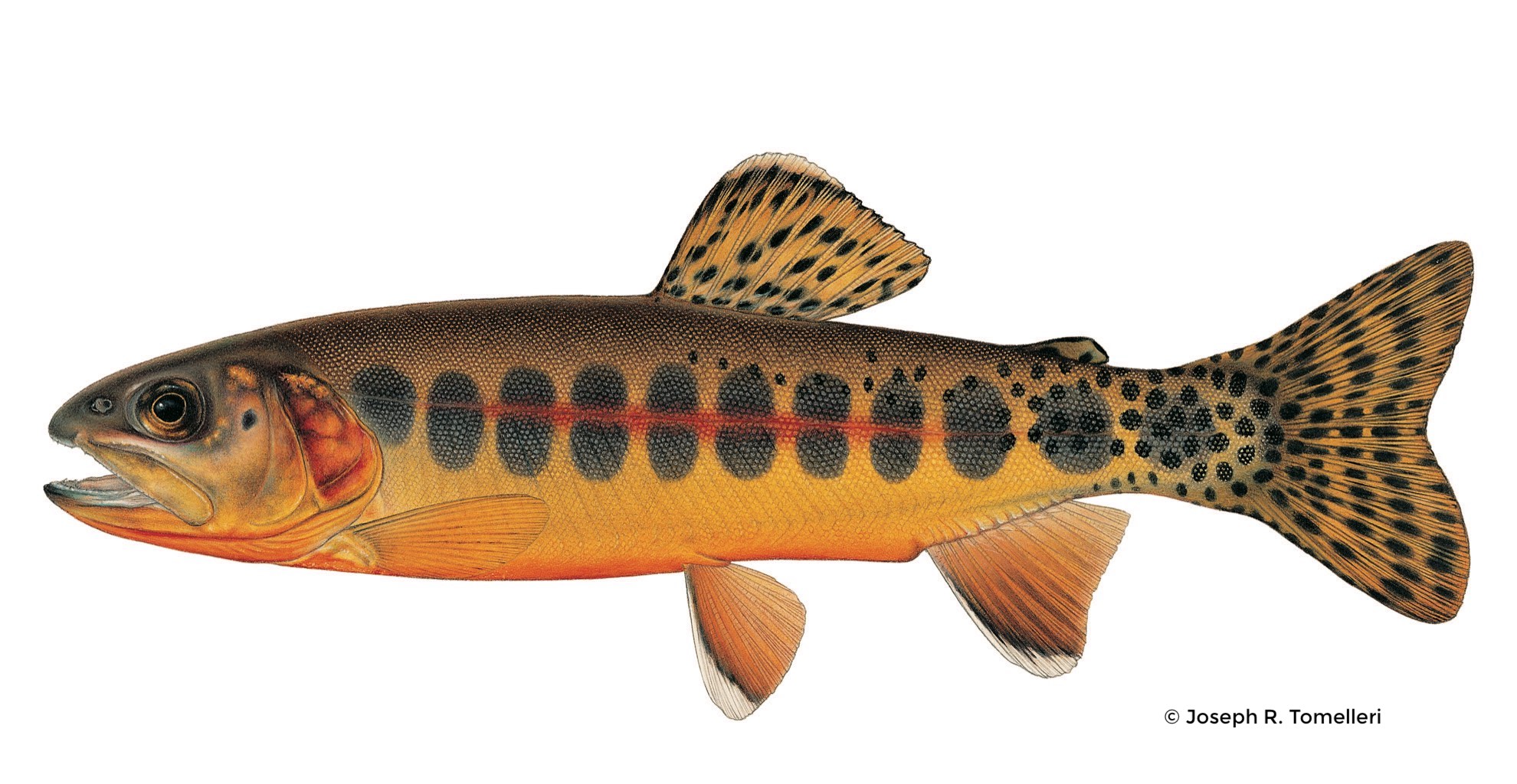 Golden Trout