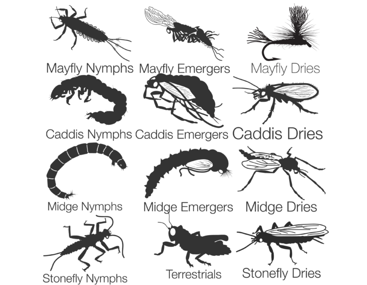 Stages of Common Insects