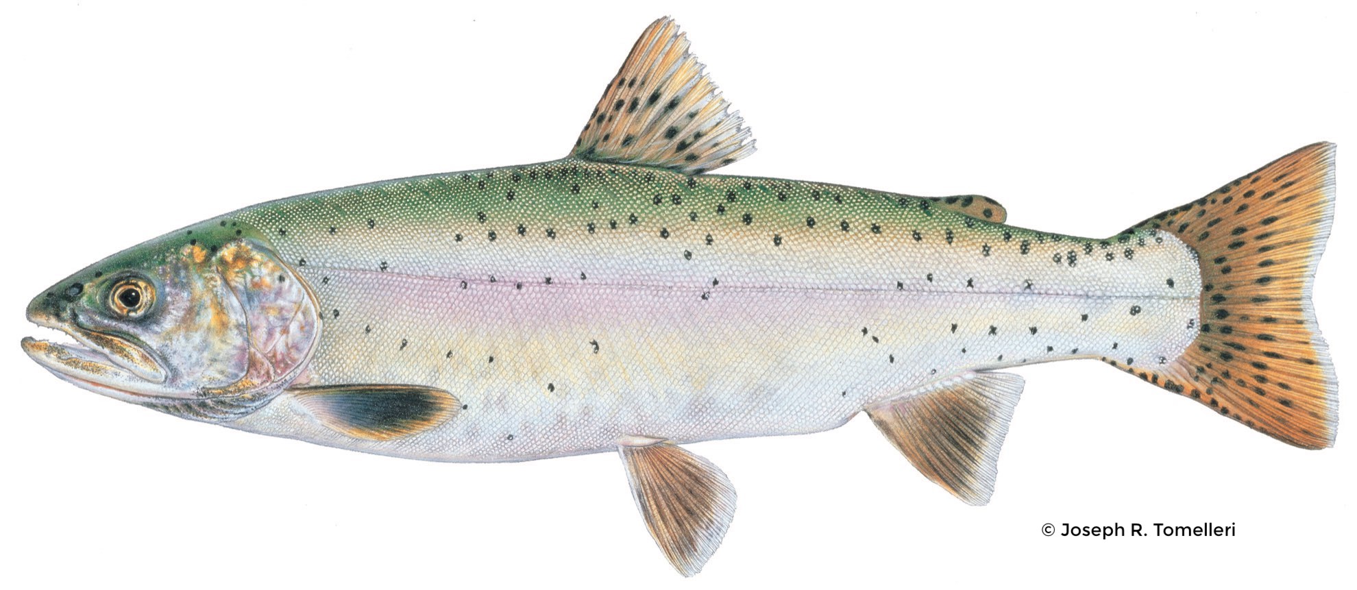 Lahontan Cutthroat Trout