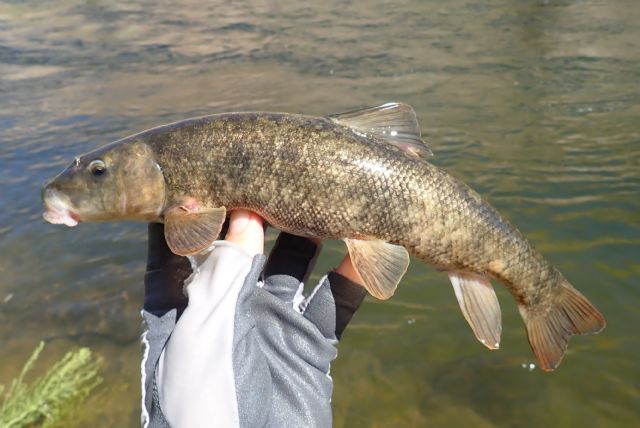 Owens Suckerfish