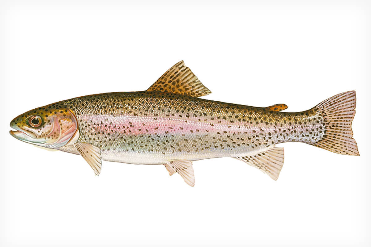 Rainbow Trout