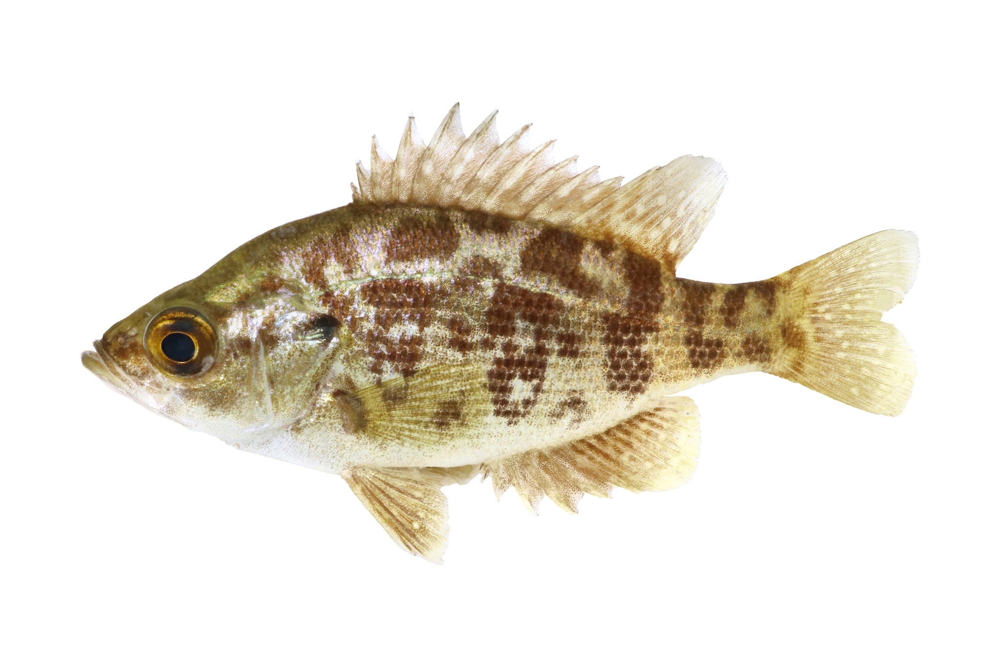 Sacramento Perch